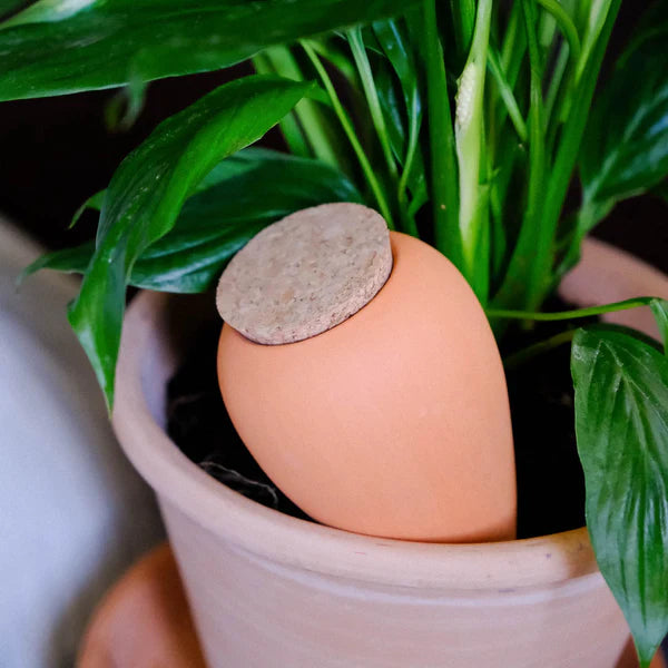 Olla waterpot Terracotta